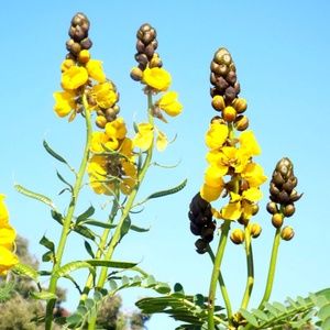 Wild Flowers 2 8" X 10" PHOTO